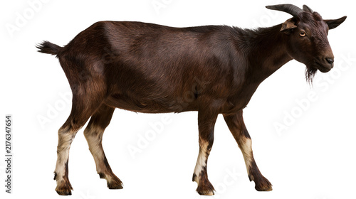 Bild auf Leinwand Dark brown goat with horns and light colored legs standing in profile