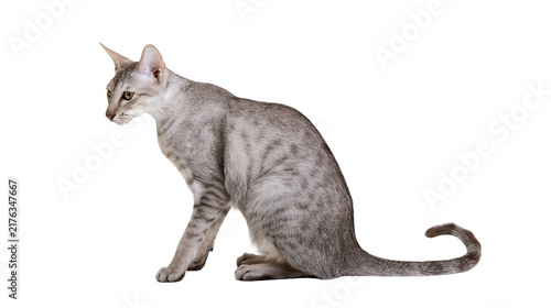 Foto Silver spotted Egyptian Mau cat sitting in profile