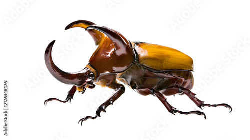 Foto Large brown rhinoceros beetle with prominent horns and shiny chitinous exoskelet