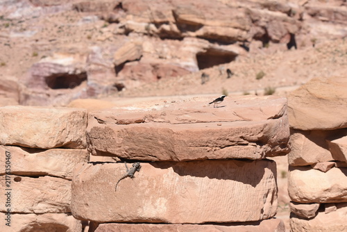 Canvas Print Lizard and bird coexist on stone wall in desert landscape under bright sun