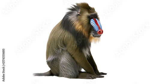 Fotografía Mandrill monkey with colorful blue and red nose and textured brown fur