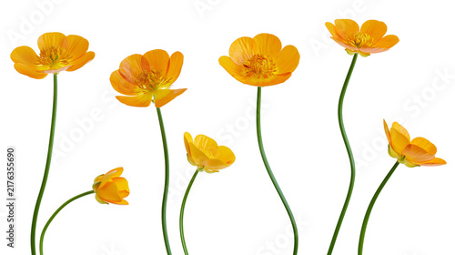 Cuadro en lienzo Vibrant orange Trollius europaeus flowers with green stems and delicate petals