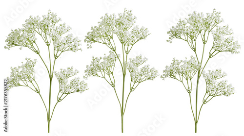 Фотография Three delicate white gypsophila flower stems with tiny blossoms and green stalks