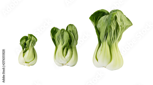 Cuadro en lienzo Three fresh bok choy cabbages of different sizes arranged in a row