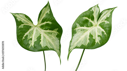 Fotografía Two variegated green and white heart shaped Caladium leaves with prominent veins
