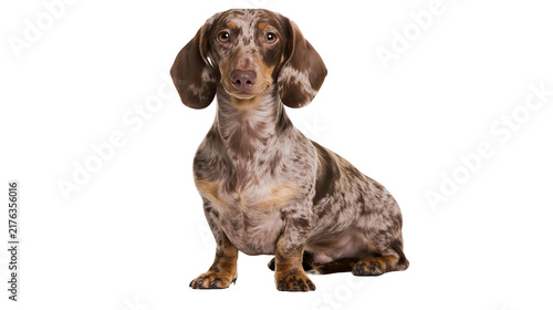 Canvas Print Dapple dachshund dog with brown and tan spotted coat sitting and looking forward