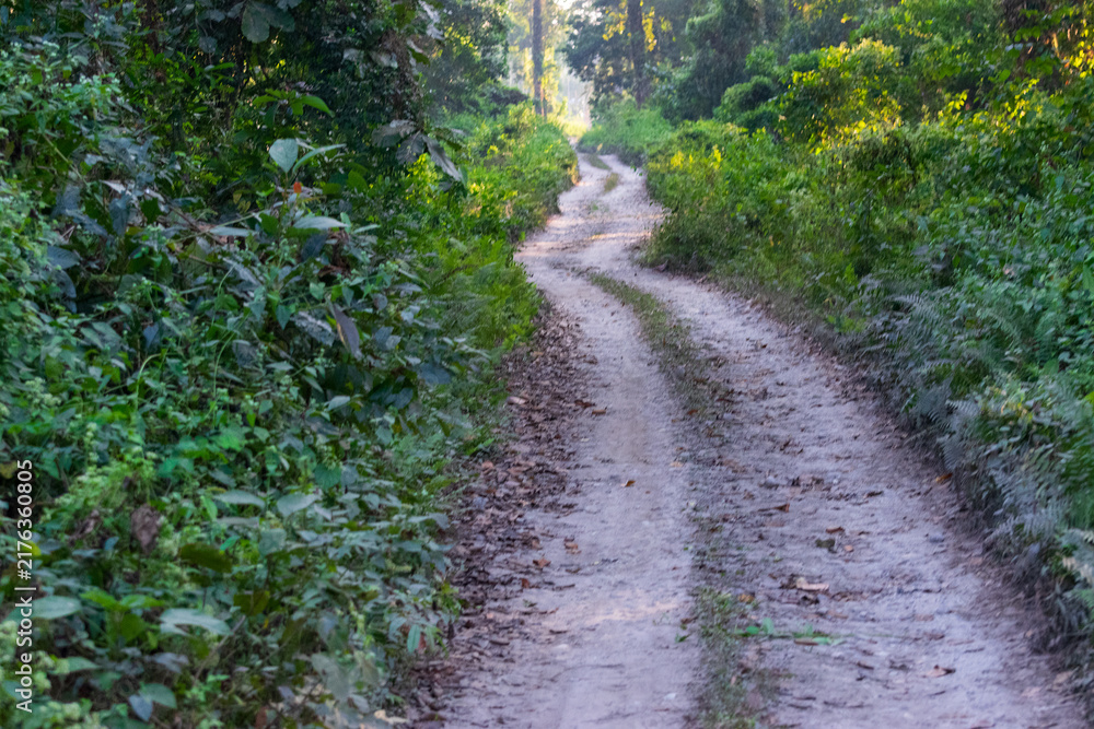 Obraz premium A path inside Gorumara National Park - Dooars in Himalayan foothills , North Bengal of West Bengal , India. Famous for its population of Indian rhinoceros.