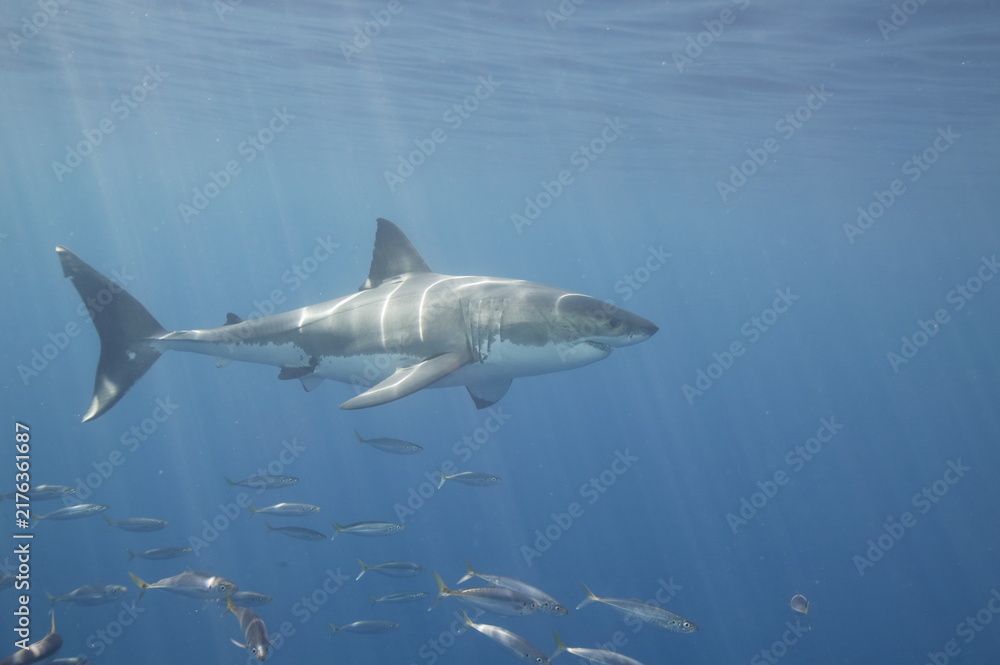 Obraz premium Great White Shark and fish in the Pacific Ocean with God beams of light