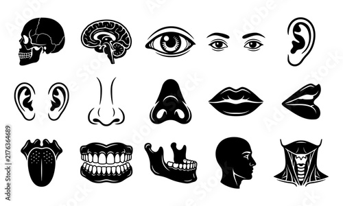 Human anatomy collection featuring eyes ears nose mouth brain and skeletal parts