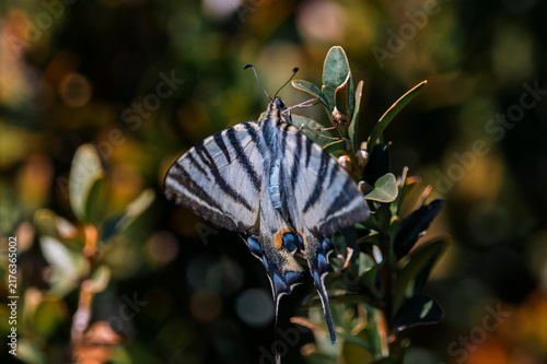 Fotografie Scarce swallowtail butterfly (Iphiclides podalirius) perching on boxwood plant i