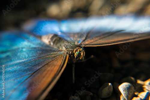 Cuadro en lienzo Extreme close-up macro of blue morpho butterfly head and thorax resting on groun