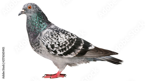 Full body side view of a grey and white pigeon with iridescent neck feathers