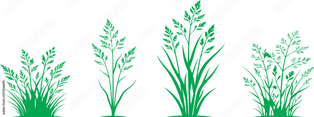 Fototapeta premium Green grass tufts meadow plants isolated on transparent background botanical collection for landscape design nature scene building environmental graphic elements for architectural rendering projects.