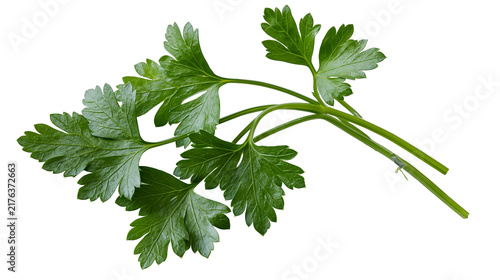Fotografía Fresh green flat leaf parsley sprig with stems