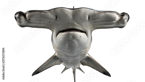 Stylized gray hammerhead shark facing forward isolated on a white background