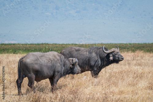 Two African buffalo (Syncerus caffer) standing in dry savanna grassland in the Ngorongoro Crater, Tanzania. The powerful animals are shown in their natural East African habitat