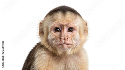 Front view portrait of a young primate monkey isolated on a white background
