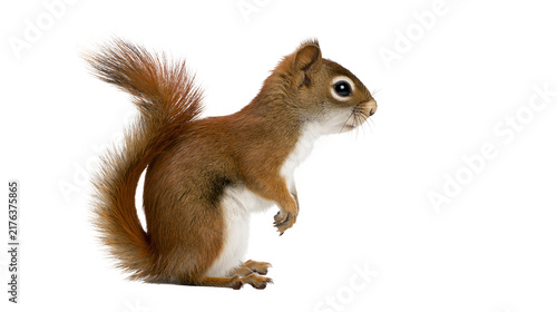 Small red squirrel standing on hind legs with fluffy tail