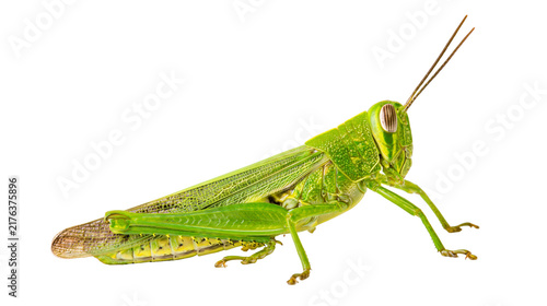 Obraz na plátne Vibrant green grasshopper with detailed wings and long antennae