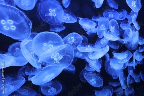a group of jellyfish drifting freely in the blue water