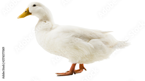 Fotografie White American Pekin duck with orange beak and feet standing in profile