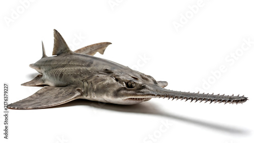 Large sturgeon fish with distinctive rostrum lying on a white background, detailed 3D digital render