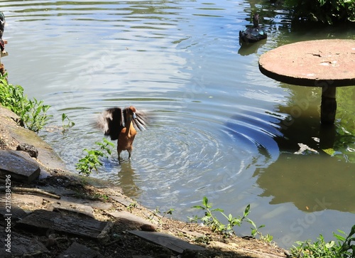 Konstfotografi Editorial photo from August 31, 2026 about a fulvous whistling duck stands in shallow water near a rocky shoreline, outstretched wings and in a pond in Trinidad