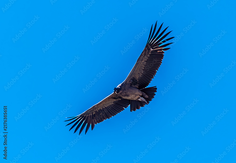 Fototapeta premium A view of a mature Andean condor soaring overhead at the Condor cross viewpoint in the Colca Canyon region in southern Peru in the early morning