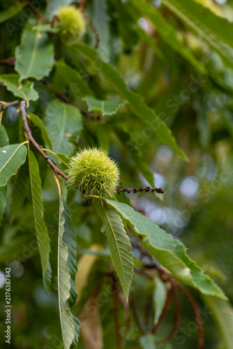 Obraz na płótnie Close-up photo of unripe green prickly chestnut burrs growing on a leafy tree branch in a forest natural blurred green background