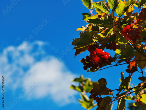 Red autumn viburnum flora background