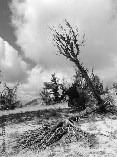 Obraz na płótnie A pair of dead trees, one has fallen and the other hangs on barely