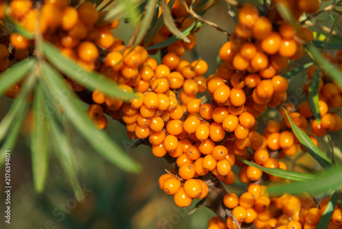 Konstfotografi Detailed macro photo of bright orange sea buckthorn berries growing on a branch with green leaves outdoors in sunlight