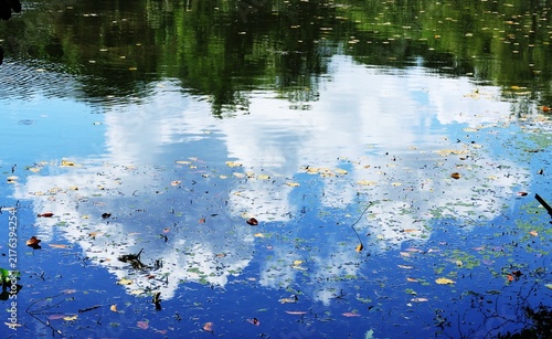 Фотография Vibrant scenic view of fluffy white clouds and a brilliant blue sky reflected in the calm waters of a tranquil pond adorned with floating leaves and patches of green moss in Trinidad