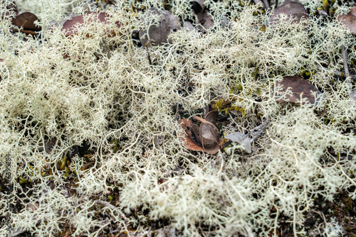  Cladonia skottsbergii is a species of lichen found primarily in Hawaii. Pu’u O Kila Lookout to Pihea Trail. Kokeʻe State Park, Kauai County, Hawaii.