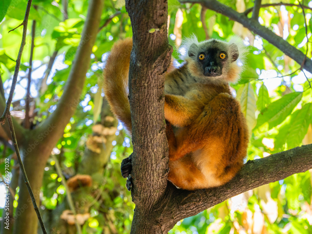 Obraz premium Female Black Lemur Looking from Tree Trunk in Tropical Rainforest of Nosy Komba Island, Madagascar