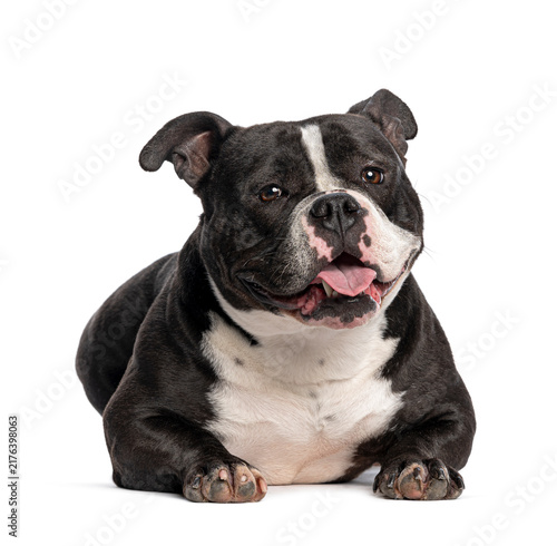 Tapety artystyczne American bully dog lying down panting happily