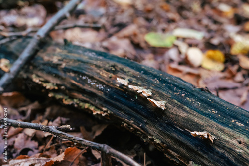 фотографія A fallen log covered with small fungi in a forest setting, surrounded by dry leaves and branches, suggesting natural decay and woodland ecosystems