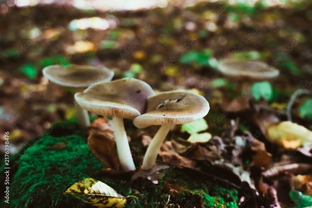 Fototapeta premium Cluster of mushrooms growing on a moss covered forest floor, surrounded by fallen leaves, suggesting a natural woodland environment.