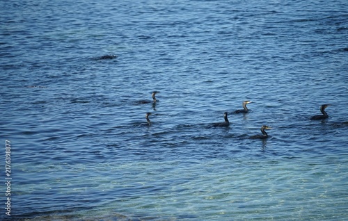 Groupe de cormorans
