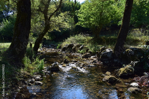 Картината върху платно river in the forest