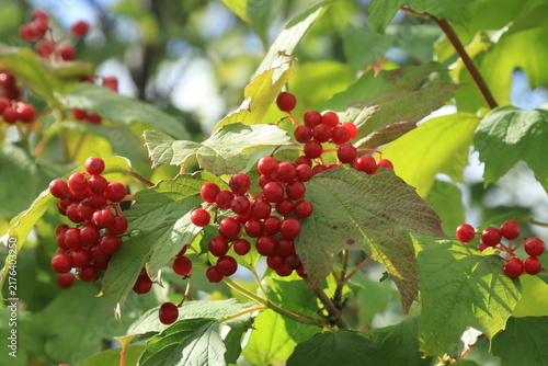 Cuadro en lienzo Viburnum berries on the branches on a sunny summer day