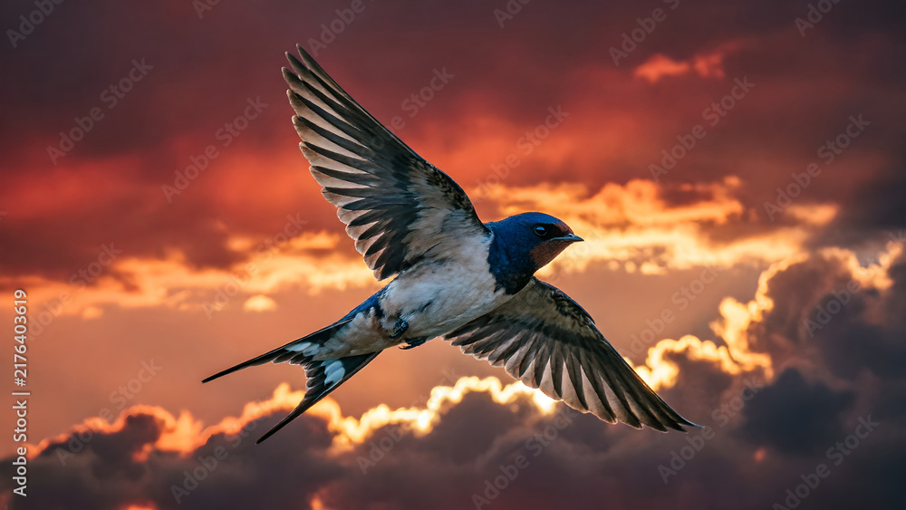 Fototapeta premium Barn swallow flying gracefully through a dramatic sunset sky with colorful clouds