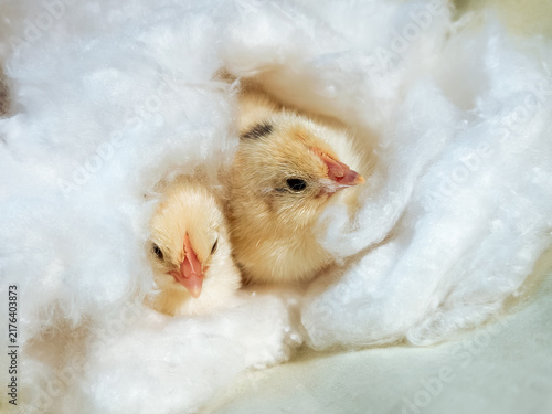 Canvastavla Two fluffy baby chicks nestled in soft white cotton, suggesting warmth and comfort