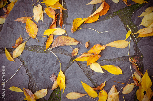 Autumn yellow leaves on a stone garden path