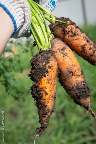A woman's gloved hands hold a raw carrot with green leaves. Growing vegetables in the garden.