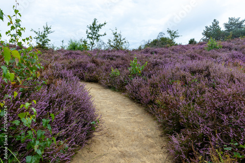 Bild auf Leinwand Sandy Walking Path Through Blooming Purple Heather in Dutch Heathland