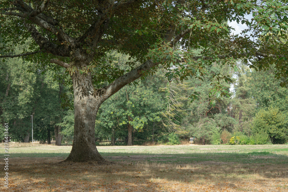Fototapeta premium Sprawling Oak Tree Trunk and Canopy in Sunlit Public Park Meadow