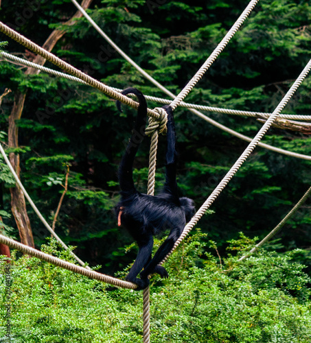 Konstfotografi Black Gibbon Hanging from Ropes