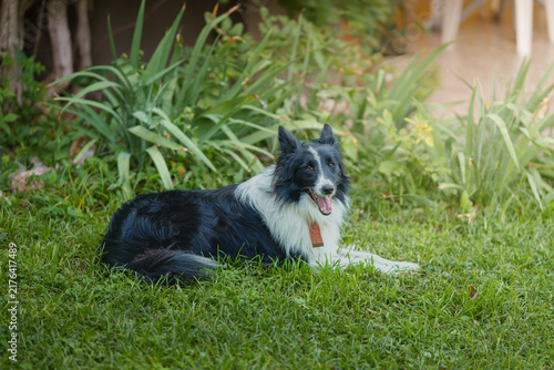 Canvastavla Border collie rests on lush green grass