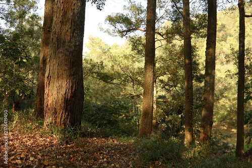 Fotografie A peaceful and serene yet energetic morning in forest area with giant eucalyptus trees enlightened by morning sunlight, perfect for nature themes content wallpaper or background